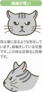 猫の気持ちまで読み取れる！猫の耳の優れた働き  にゃんペディア