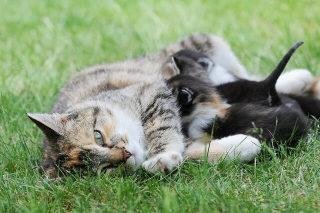 強者だけが生き残る!野生の猫たちの熾烈な世界 にゃんペディア