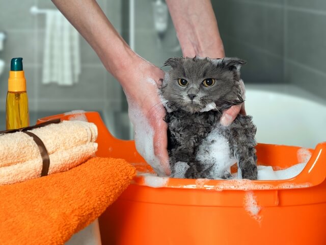 猫はどうしてお風呂が嫌いなの にゃんペディア