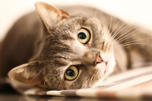 猫の目ヤニが大量に出るときに考えられる病気 にゃんペディア