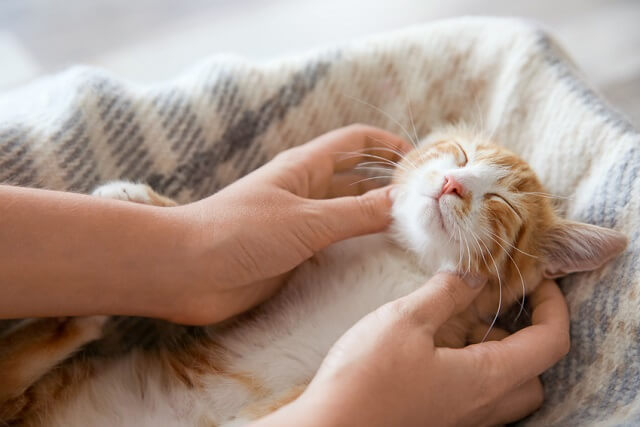 社交的な猫に育てるには、社会化期の過ごし方がポイント！  にゃん 