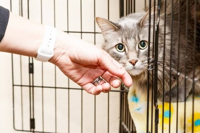 猫が骨折したらどうすべき 症状の見極め方から手術の費用まで にゃんペディア