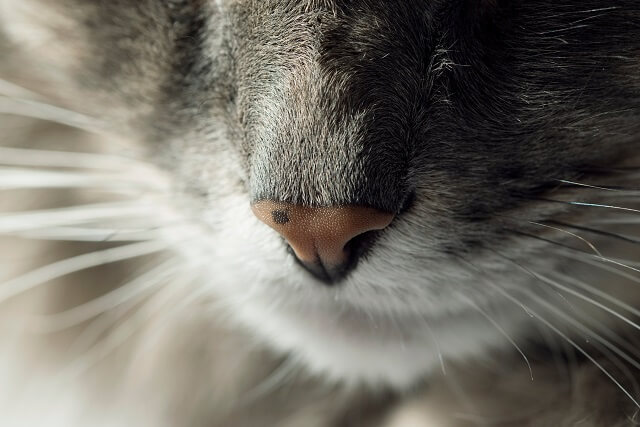 獣医師監修 猫の健康状態をチェック 食事 飲水 排泄 呼吸の変化が教えてくれる 病気のサインと観察ポイント にゃんペディア