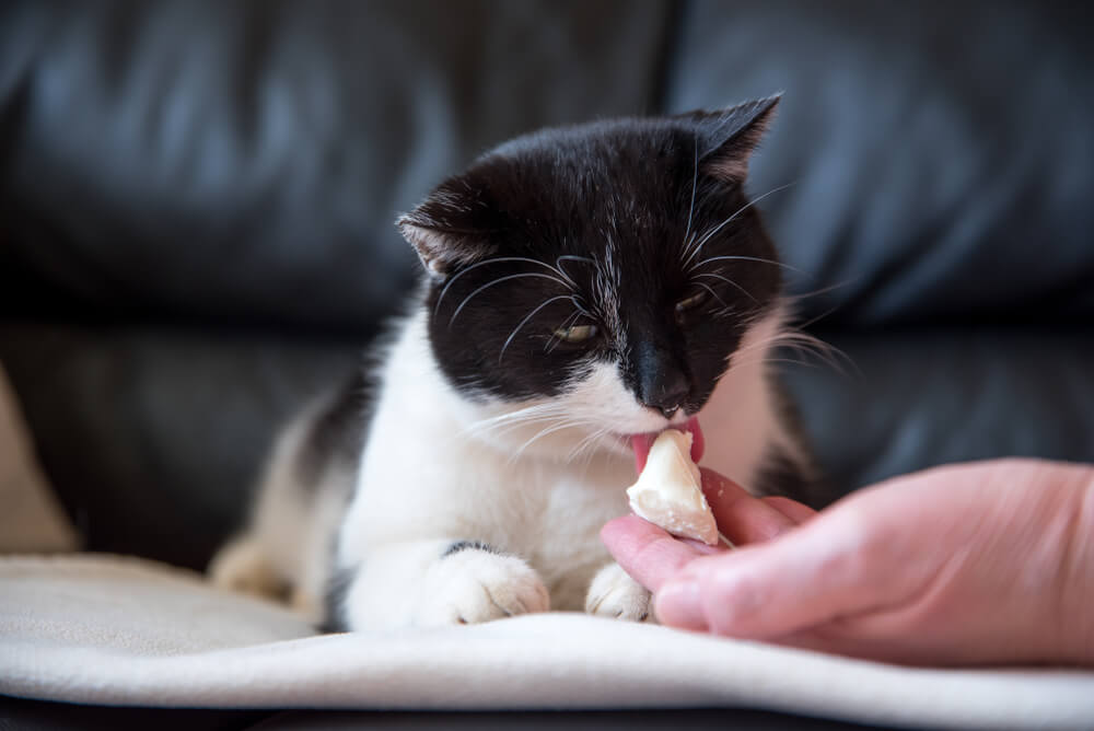 獣医師監修】猫はチーズを食べても大丈夫？チーズの種類や選び方などの 