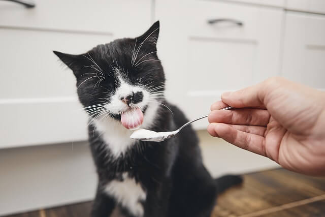 獣医師監修 猫はヨーグルトを食べても大丈夫 与え方や注意点とは にゃんペディア