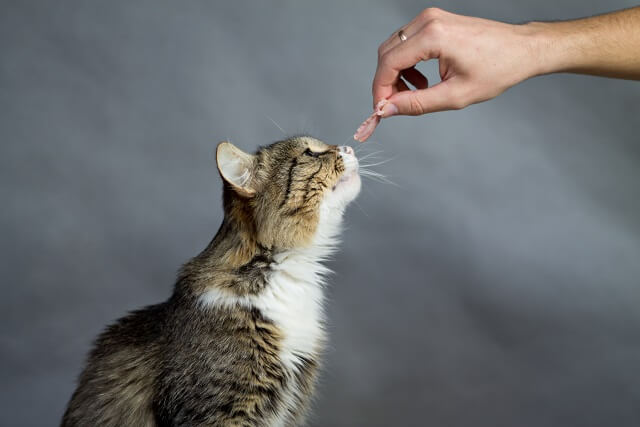 獣医師監修 人間の食べ物って 猫は食べても大丈夫 良いものとは ダメなものとは にゃんペディア