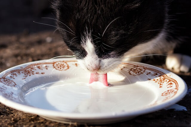 獣医師監修】猫は牛乳を飲んでも大丈夫？与え方や注意点とは 