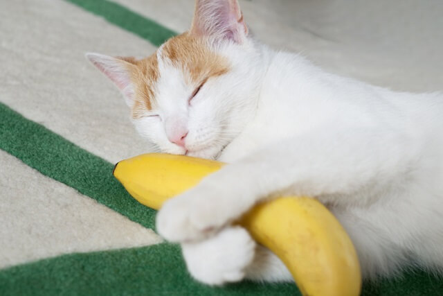 獣医師監修 猫はバナナを食べても大丈夫 皮まで一緒に食べられるの にゃんペディア