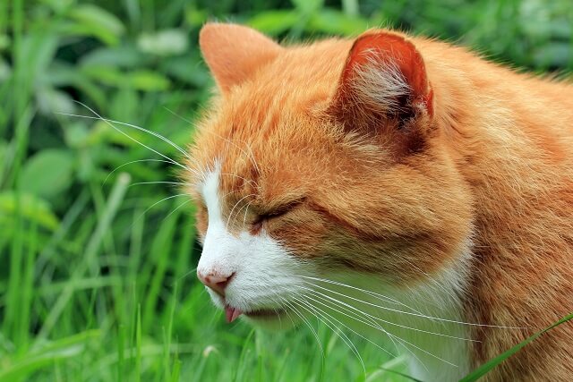 獣医師監修】猫にチョコレートを与えてはダメ！食べたときの中毒症状と 