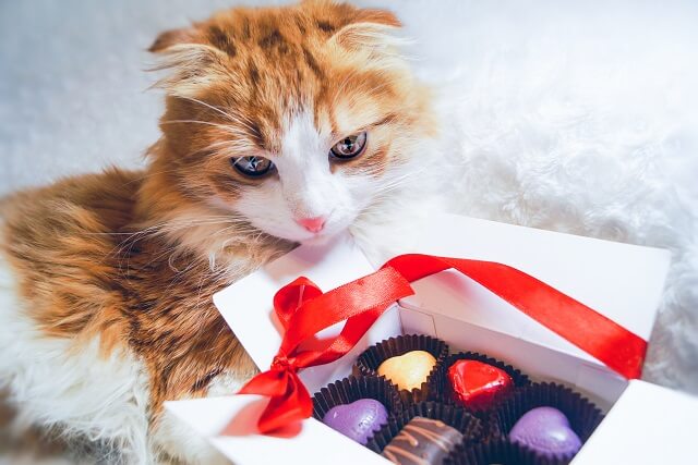 獣医師監修 猫にチョコレートを与えてはダメ 食べたときの中毒症状とは にゃんペディア