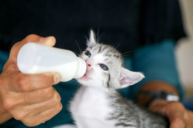 獣医師監修 猫は牛乳を飲んでも大丈夫 与え方や注意点とは にゃんペディア