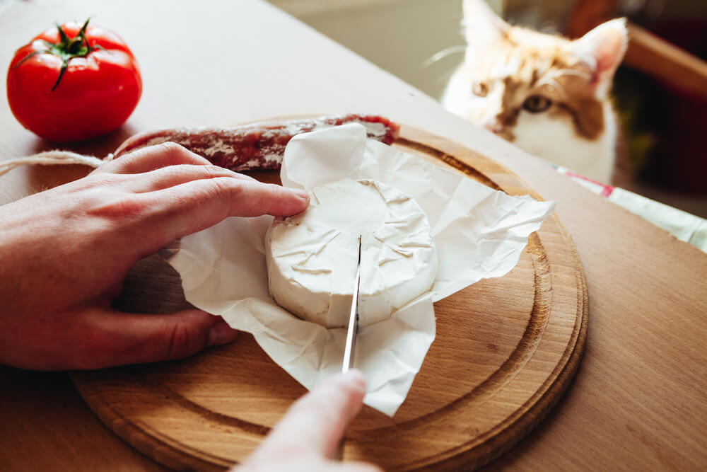 獣医師監修 猫はチーズを食べても大丈夫 チーズの種類や選び方などの注意点は にゃんペディア