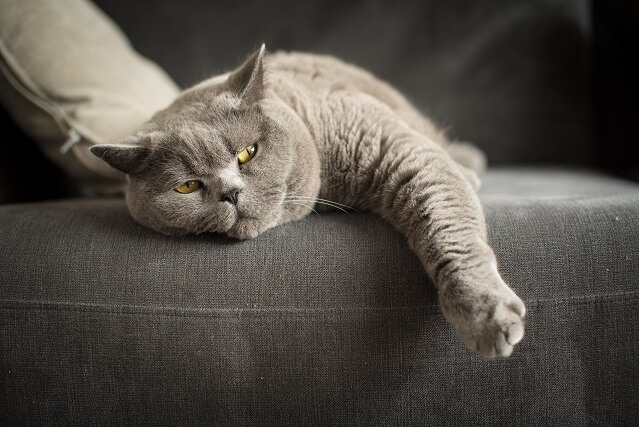 獣医師が解説 長い歴史を持つ猫 ブリティッシュショートヘアの体重や特徴は にゃんペディア