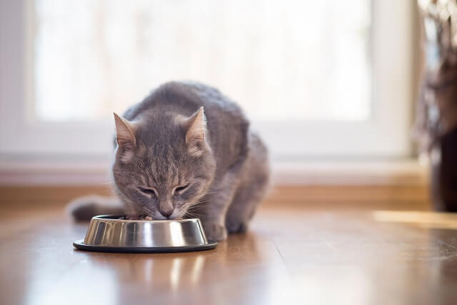 獣医師監修】猫の健康状態をチェック！食事、飲水、排泄、呼吸の変化が 