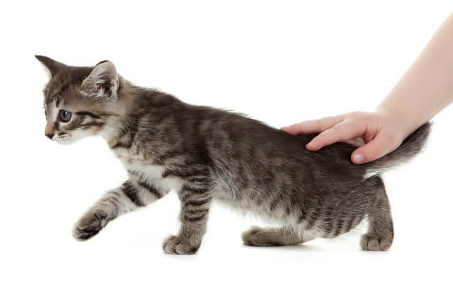 獣医師監修 しっぽの付け根を触ると なぜ猫は喜ぶの その理由としっぽにまつわる病気について にゃんペディア