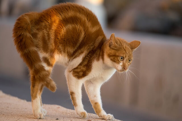 獣医師監修 パタパタ ふりふり 猫はしっぽで気持ちを伝える しっぽを振るときの猫の感情とは にゃんペディア