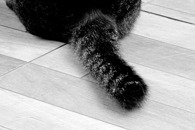 獣医師監修 カギしっぽは幸運を呼ぶ しっぽの短い猫 変わった形の猫がいる理由とは にゃんペディア