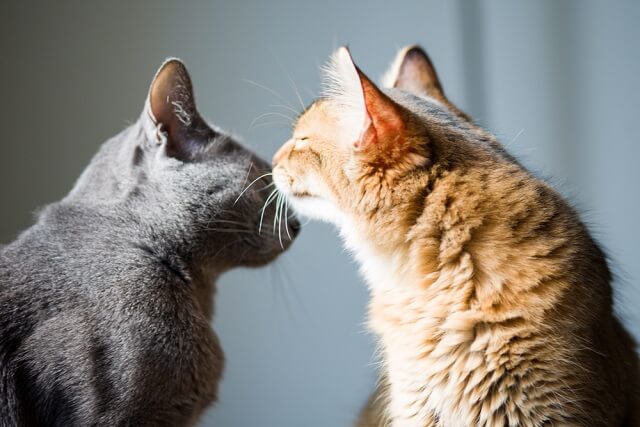 獣医師監修】猫の多頭飼いを始める前に知っておこう！飼い主の心構えと 