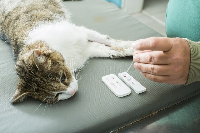 獣医師監修 多頭飼いする前に健康診断 新入り猫の白血病 エイズキャリアの感染は必ずチェック にゃんペディア