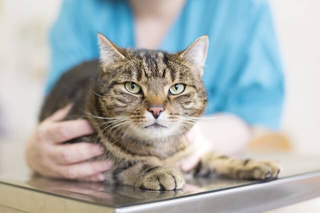 獣医師監修】多頭飼いする前に健康診断！新入り猫の白血病・エイズ 