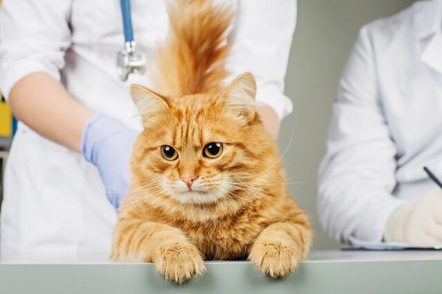 獣医師監修 しっぽの付け根を触ると なぜ猫は喜ぶの その理由としっぽにまつわる病気について にゃんペディア