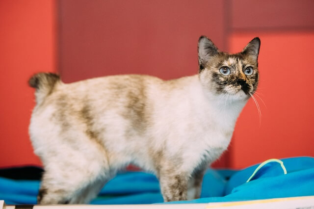 獣医師監修 カギしっぽは幸運を呼ぶ しっぽの短い猫 変わった形の猫がいる理由とは にゃんペディア