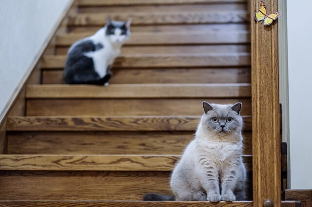 獣医師監修 猫の多頭飼いを始める前に知っておこう 飼い主の心構えと猫同士の相性や性別について にゃんペディア