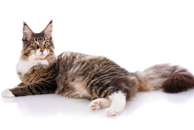 獣医師監修 世界一の大きさを誇る猫 メインクーンの性格や体重 鳴き声は にゃんペディア