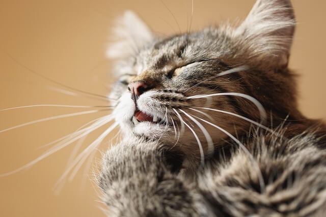 獣医師監修 鼻水がなかなか止まらない 猫の鼻炎の原因とその治療法とは にゃんペディア