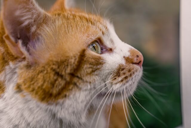 獣医師監修 猫の鼻に黒いシミやほくろ かたぶたを見つけたら 病気との見分け方とその治療法 にゃんペディア