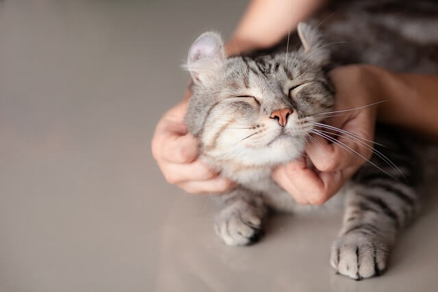 獣医師監修 猫の耳に何かできている これはかさぶた フケ それとも他の病気 にゃんペディア