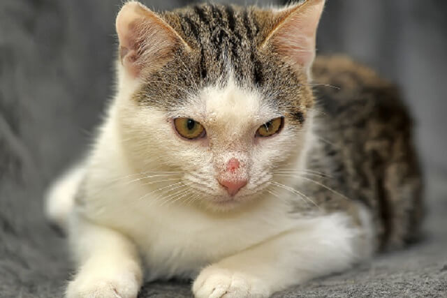 獣医師監修 猫の鼻に黒いシミやほくろ かたぶたを見つけたら 病気との見分け方とその治療法 にゃんペディア