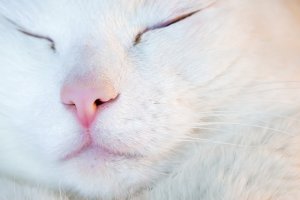 獣医師監修 白い ピンク 赤いなど 猫の鼻の色が変わるって本当 生理現象と病気との違いとは にゃんペディア