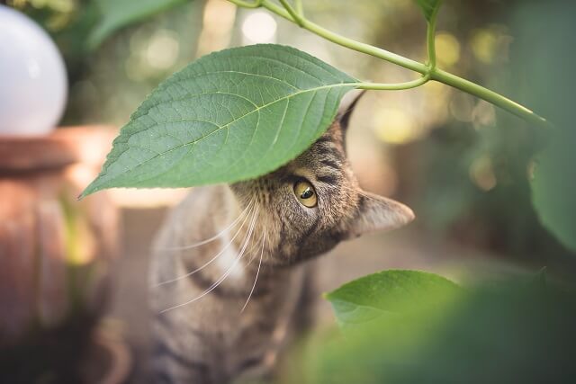 獣医師監修 優れた嗅覚を持つ猫の鼻 その意外な役割と注意すべき主な病気とは にゃんペディア