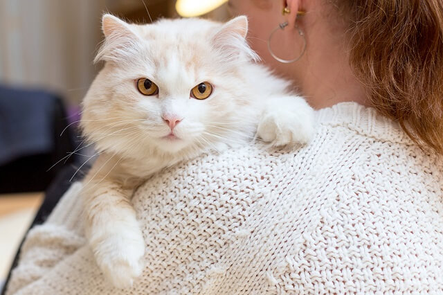 獣医師監修 猫の耳 普段から触っていますか 耳が冷たいときは低体温症の疑いも にゃんペディア