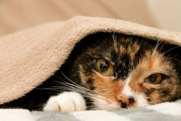 獣医師監修 猫にとって鼻血は危険な病気のサイン 鼻出血の症状と原因 治療法とは にゃんペディア