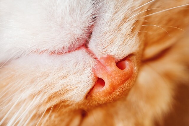 獣医師監修 ブーブー プスプス 猫の鼻から異音がする 鼻息が荒くなる理由と原因となる病気とは にゃんペディア