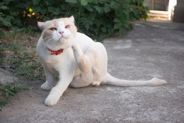 獣医師監修】猫の耳が赤いときは要注意。アレルギーはある日突然発症 