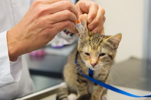 獣医師監修 猫の天敵 ダニについて知っておこう 特に注意すべきなのは 耳ダニ にゃんペディア