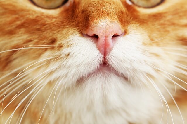 獣医師監修 猫の鼻が乾燥しているのはどうして 病気となにか関係があるの にゃんペディア