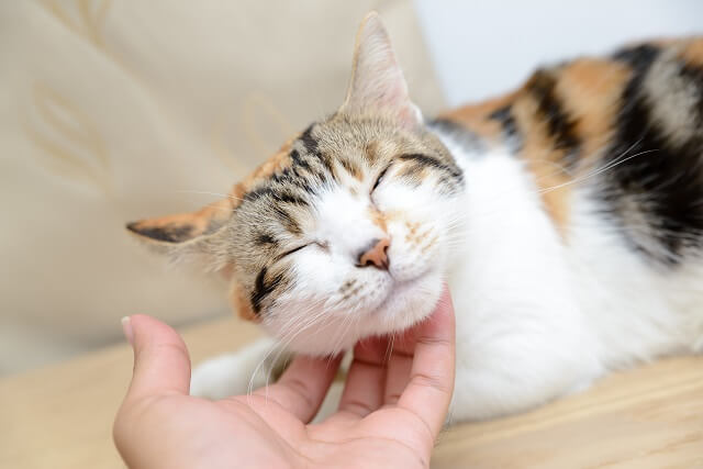 獣医師監修 猫の鼻に黒いシミやほくろ かたぶたを見つけたら 病気との見分け方とその治療法 にゃんペディア