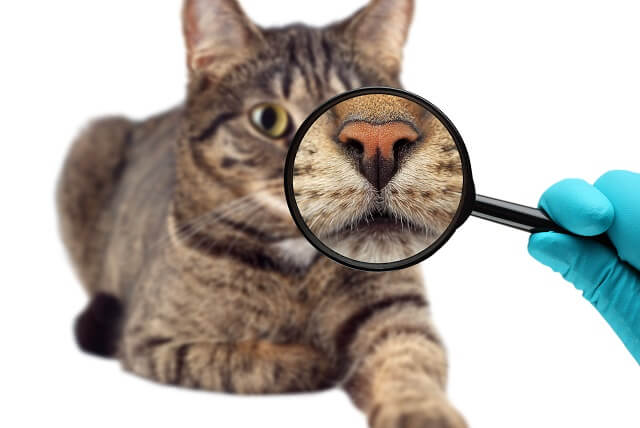 獣医師監修】鼻水がなかなか止まらない！猫の鼻炎の原因とその治療法と 