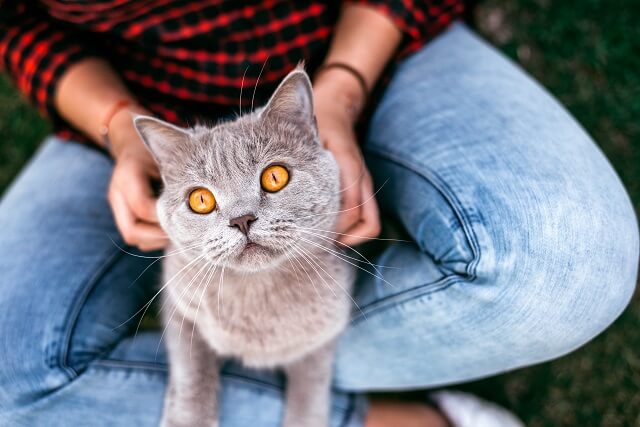 獣医師監修 猫の耳が赤いときは要注意 アレルギーはある日突然発症する可能性が にゃんペディア
