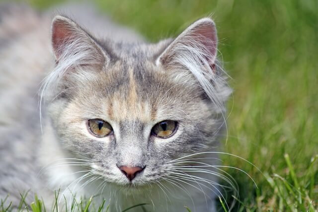 獣医師監修 猫の耳毛の処理はどうするのが良いの 抜く 剃る そのまま にゃんペディア