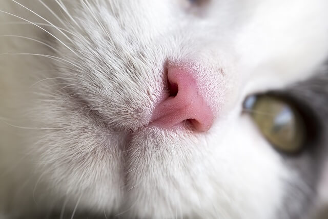 獣医師監修 優れた嗅覚を持つ猫の鼻 その意外な役割と注意すべき主な病気とは にゃんペディア