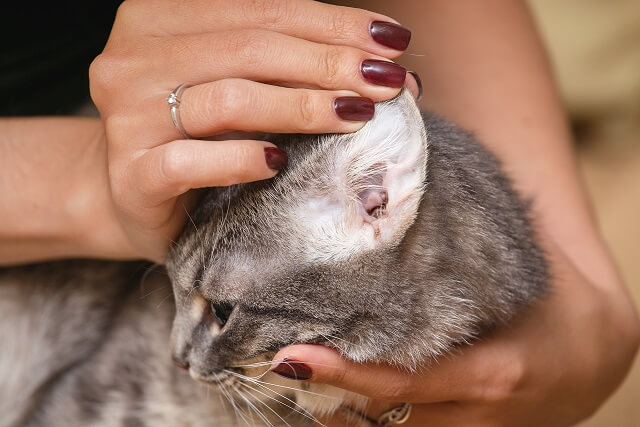 獣医師監修 猫の耳が臭い 耳垢が多いような気がする 猫の耳の中で何が起きているの にゃんペディア