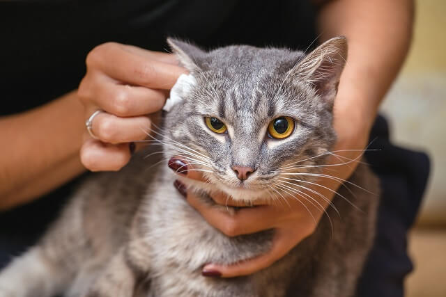 獣医師監修 猫の耳が赤いときは要注意 アレルギーはある日突然発症する可能性が にゃんペディア