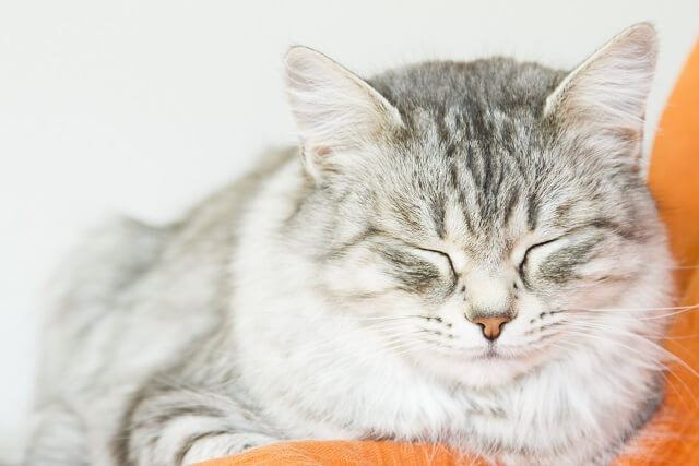 獣医師監修 猫だって辛い鼻づまり その原因と治療が必要な場合とは にゃんペディア