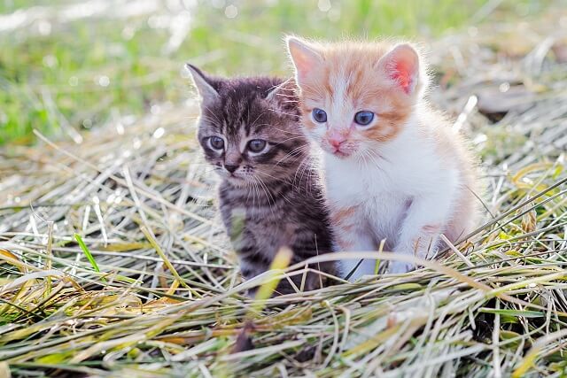 獣医師監修 猫の耳が熱いと感じたら 熱中症や猫風邪かもしれない にゃんペディア