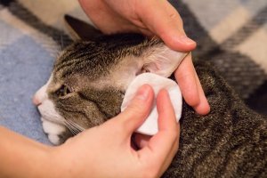 獣医師監修 猫の天敵 ダニについて知っておこう 特に注意すべきなのは 耳ダニ にゃんペディア